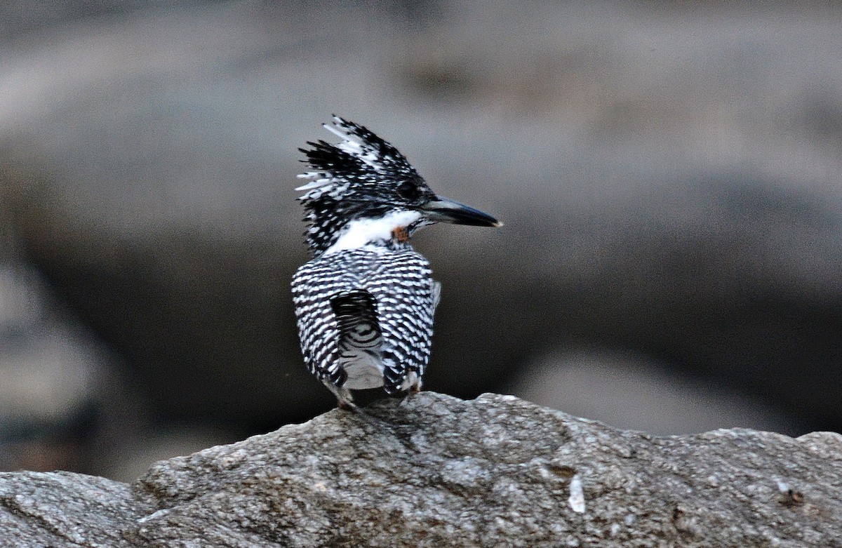 Crested Kingfisher - ML640686870
