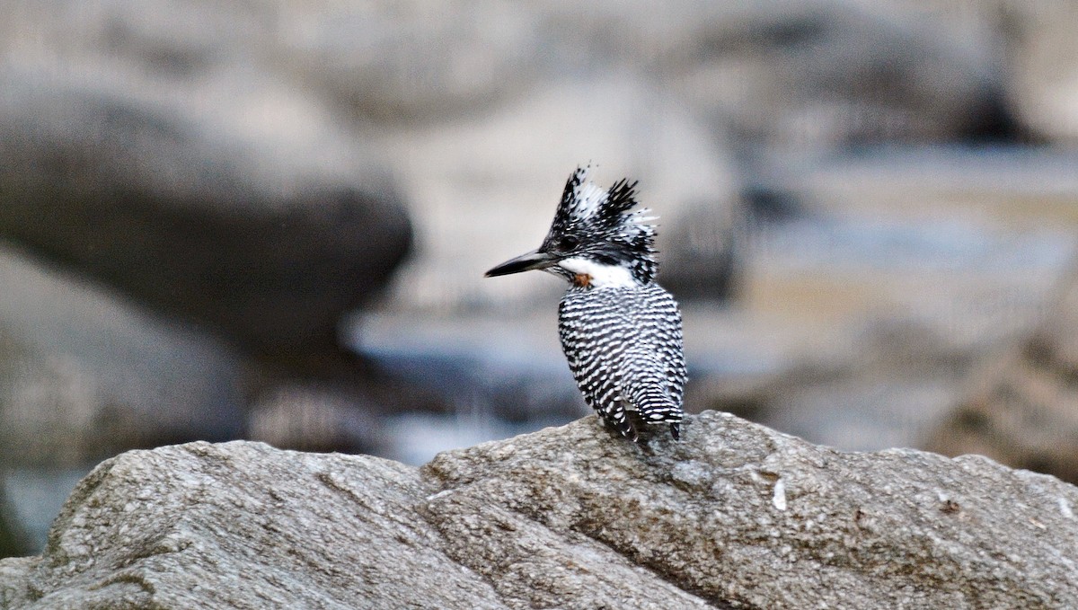Crested Kingfisher - ML640686871