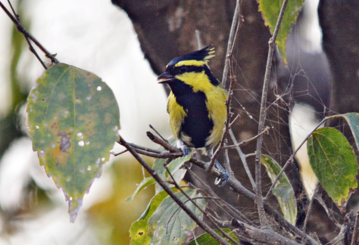 Himalayan Black-lored Tit - ML640686893