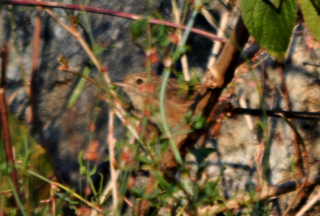 Himalayan Prinia - ML640686901