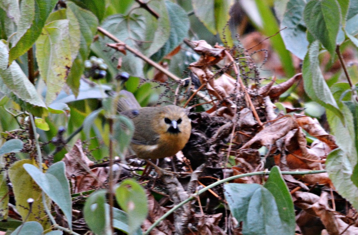 Black-chinned Babbler - ML640686948