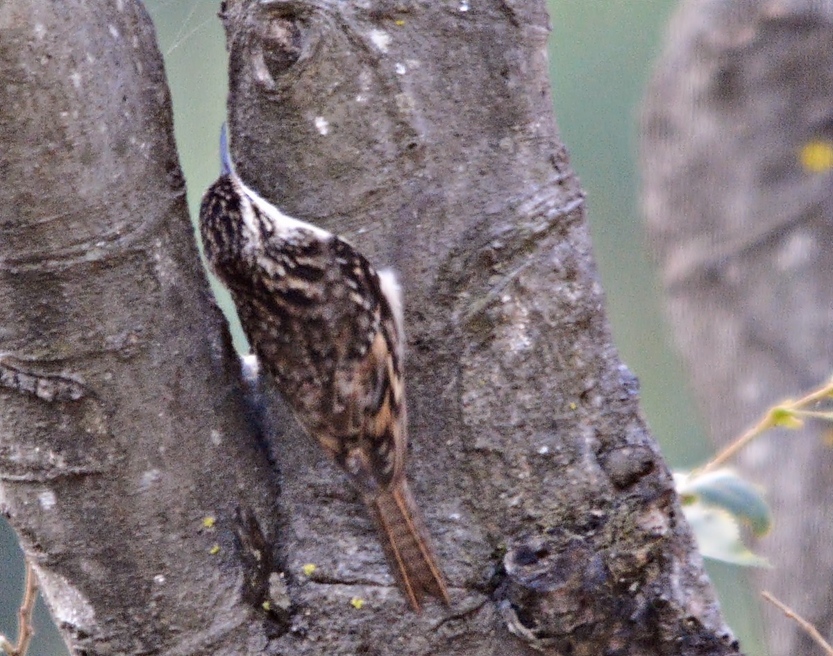 Bar-tailed Treecreeper - ML640686954