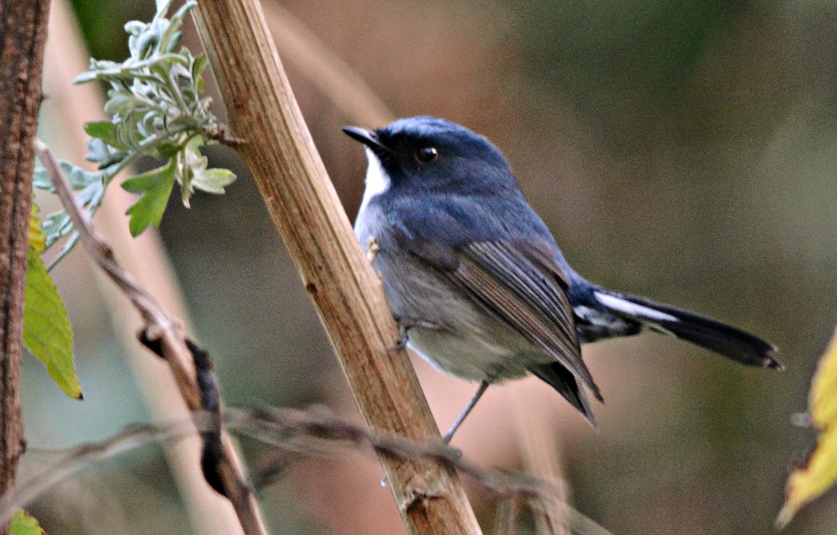 Slaty-blue Flycatcher - ML640686994