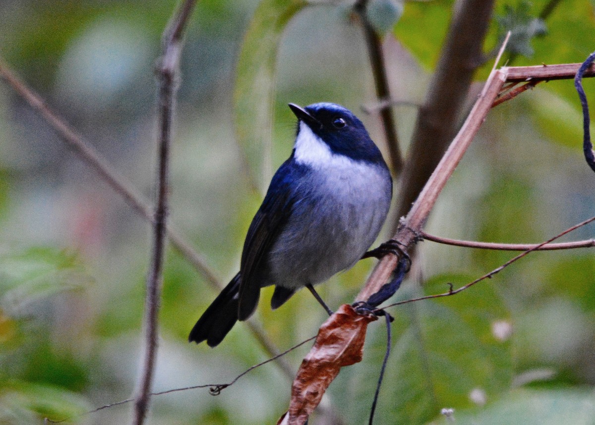 Slaty-blue Flycatcher - ML640686995