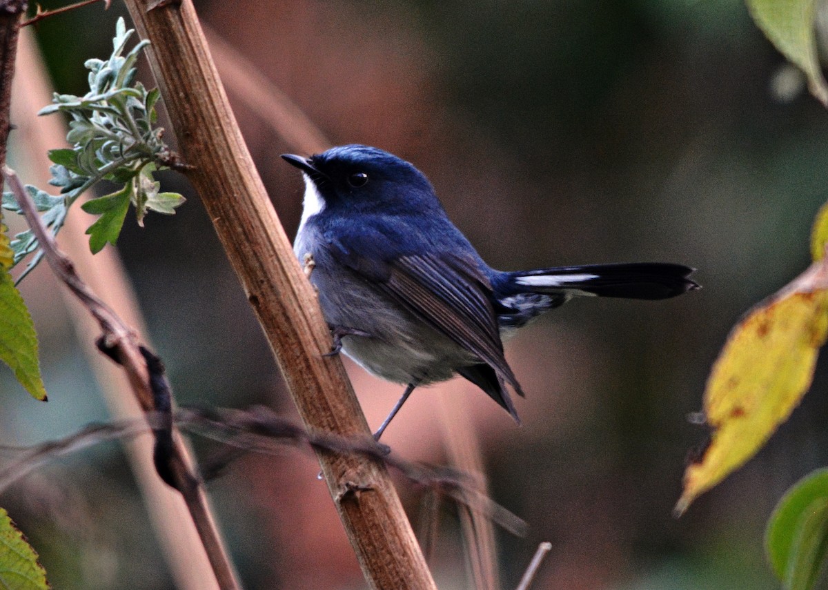 Slaty-blue Flycatcher - ML640686996