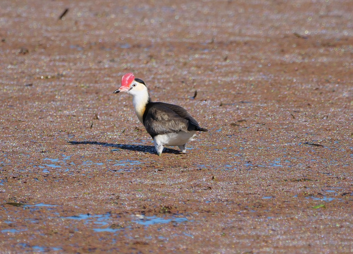 Comb-crested Jacana - ML640687008