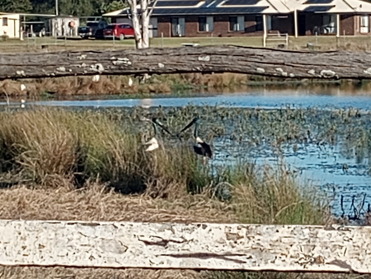 Black-necked Stork - ML640687011