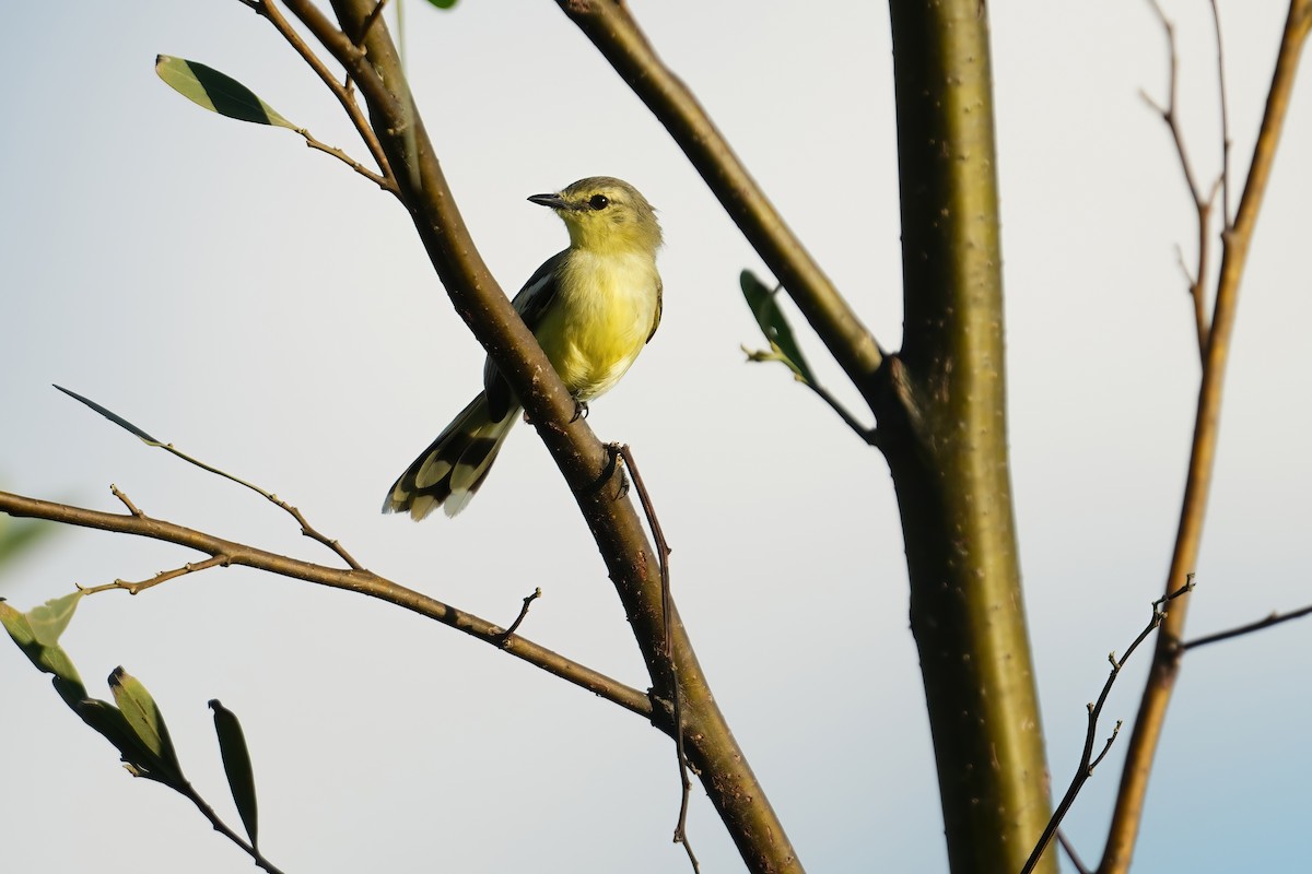 Lesser Wagtail-Tyrant - ML640687030