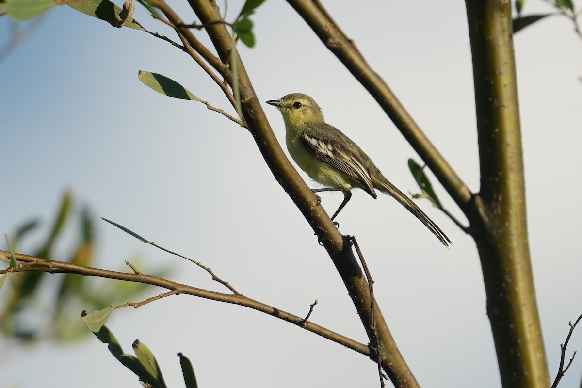 Lesser Wagtail-Tyrant - ML640687031