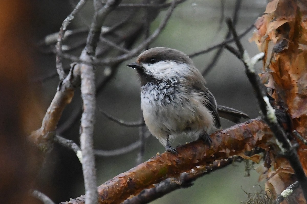 Gray-headed Chickadee - ML640687045