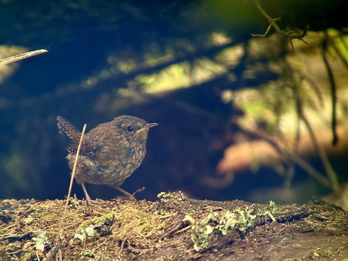 Pacific Wren - ML640687047