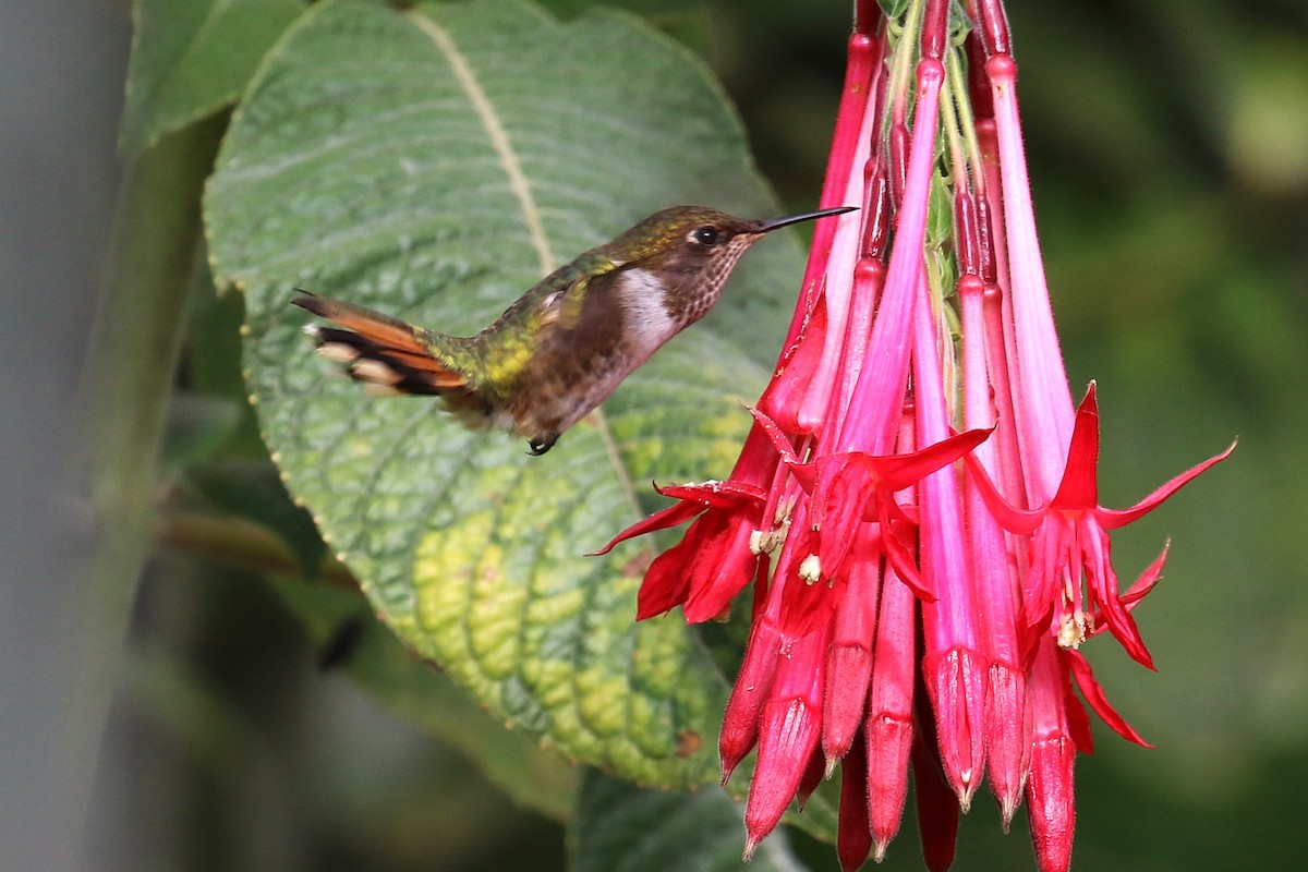 Volcano Hummingbird - ML640687059