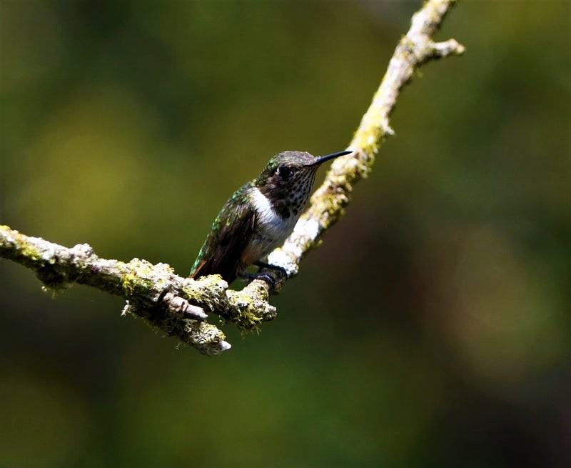 Volcano Hummingbird - ML640687074