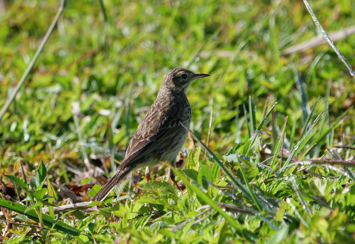 Australian Pipit - ML640687080