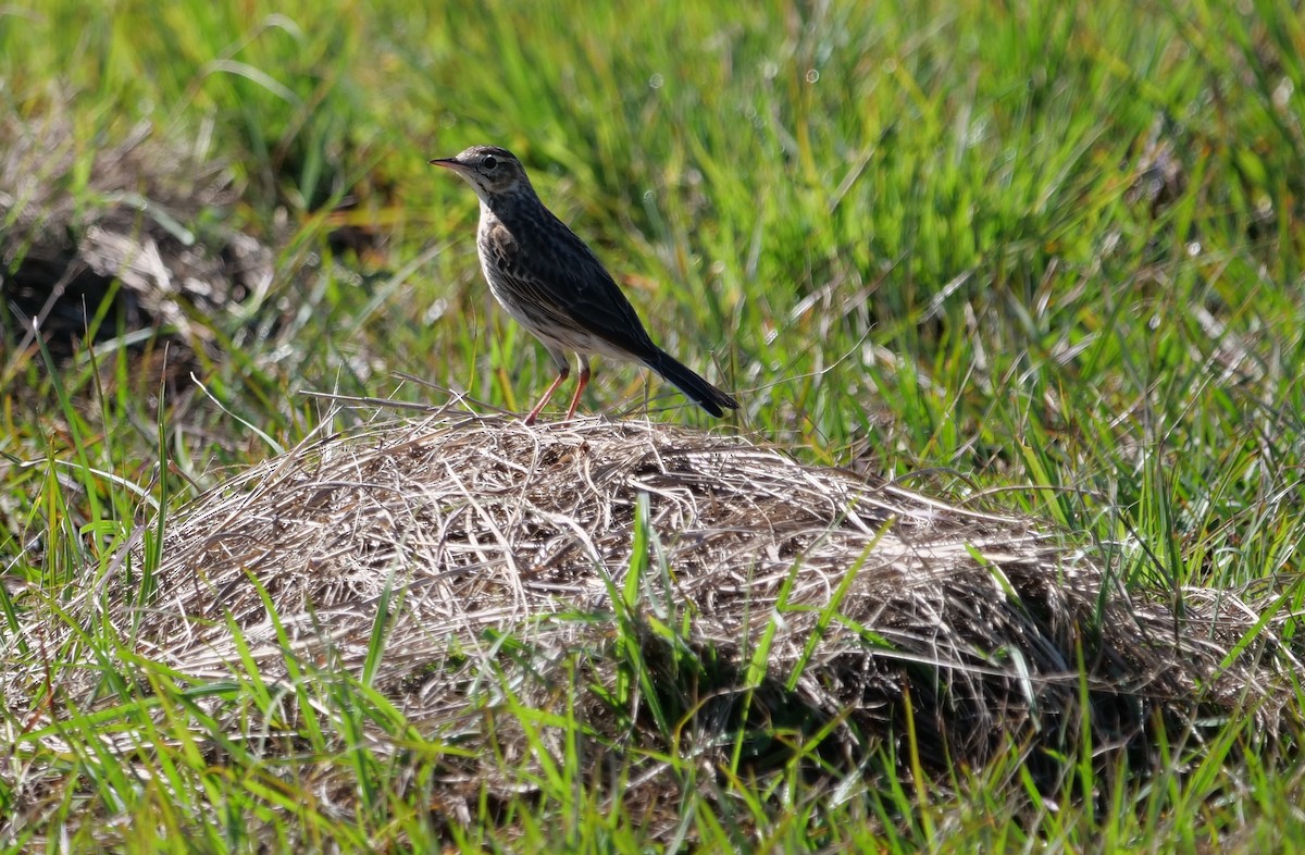 Australian Pipit - ML640687081