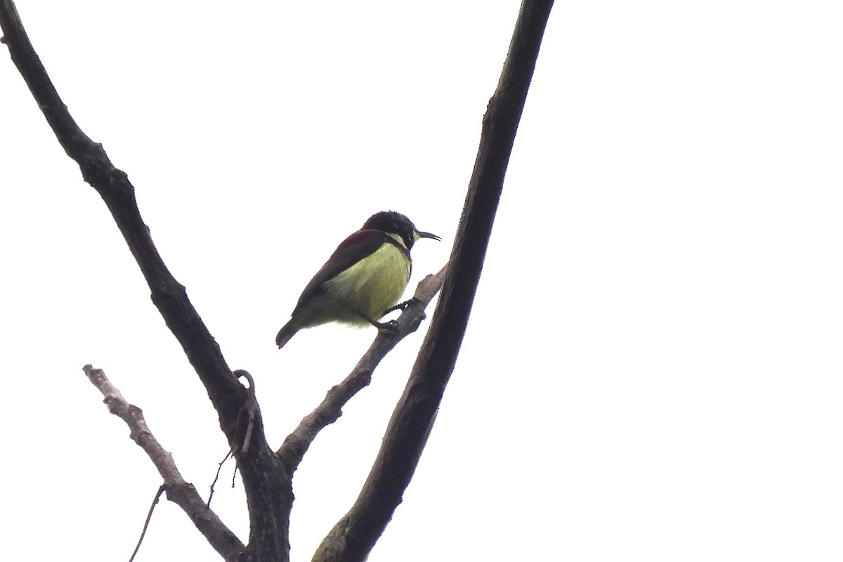 Crimson-backed Sunbird - ML640687100