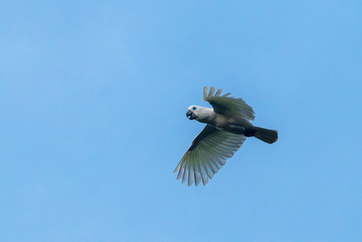 Blue-eyed Cockatoo - ML640687121