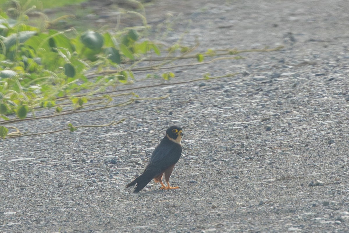 Oriental Hobby - ML640687123