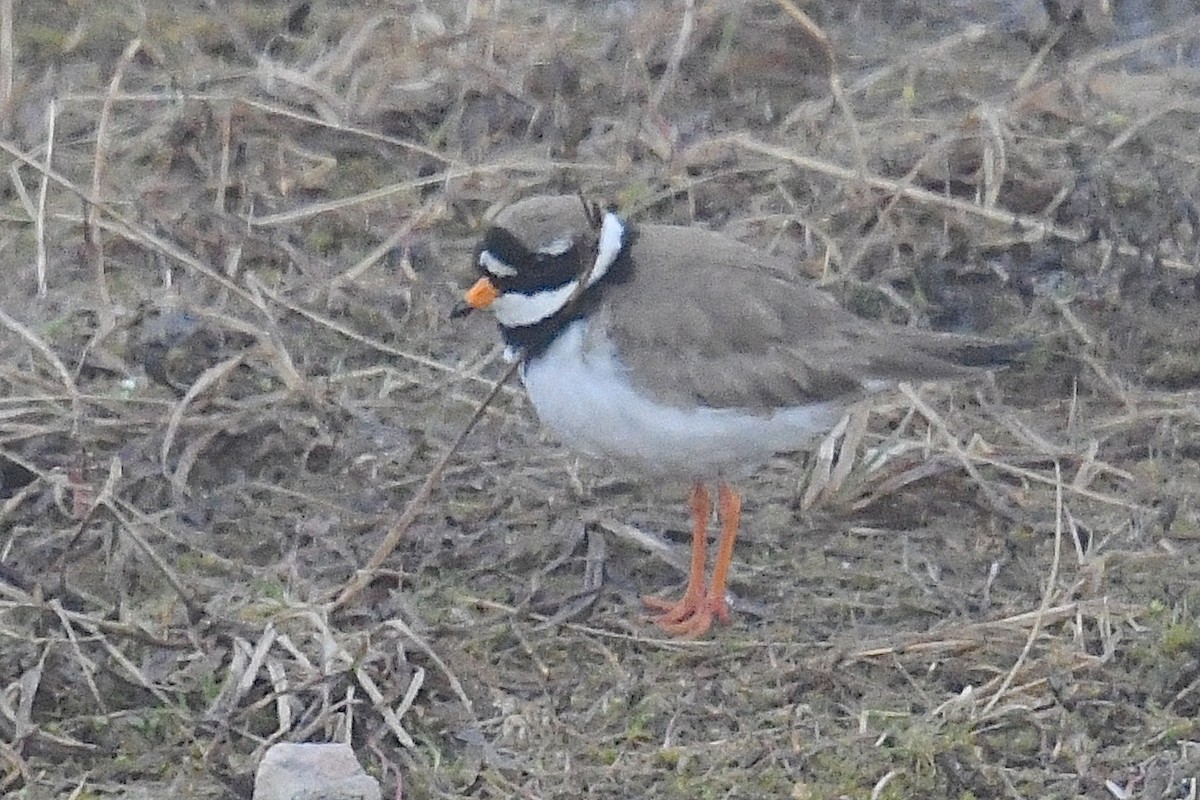 Common Ringed Plover - ML640687140