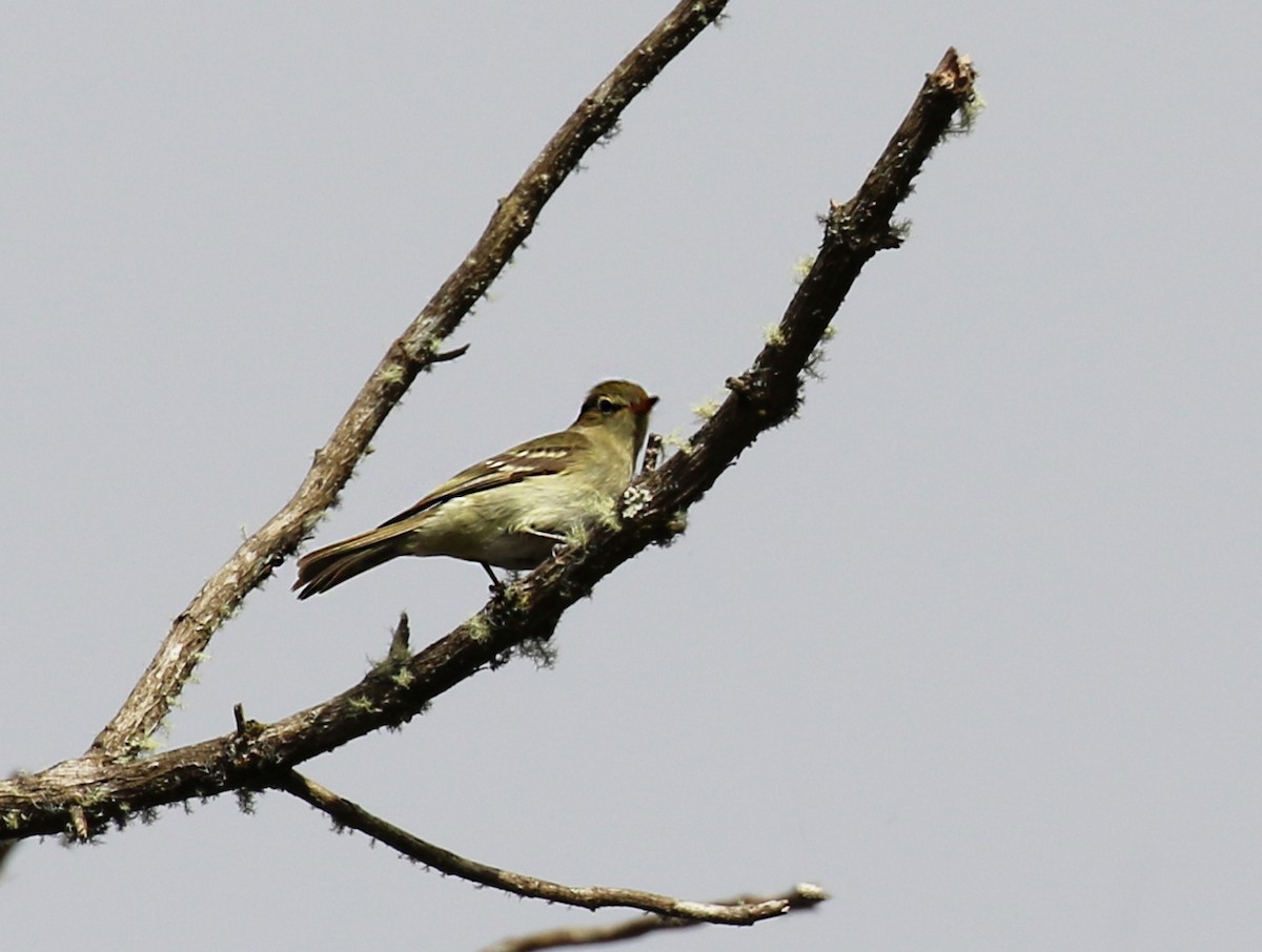 Mountain Elaenia - ML640687190