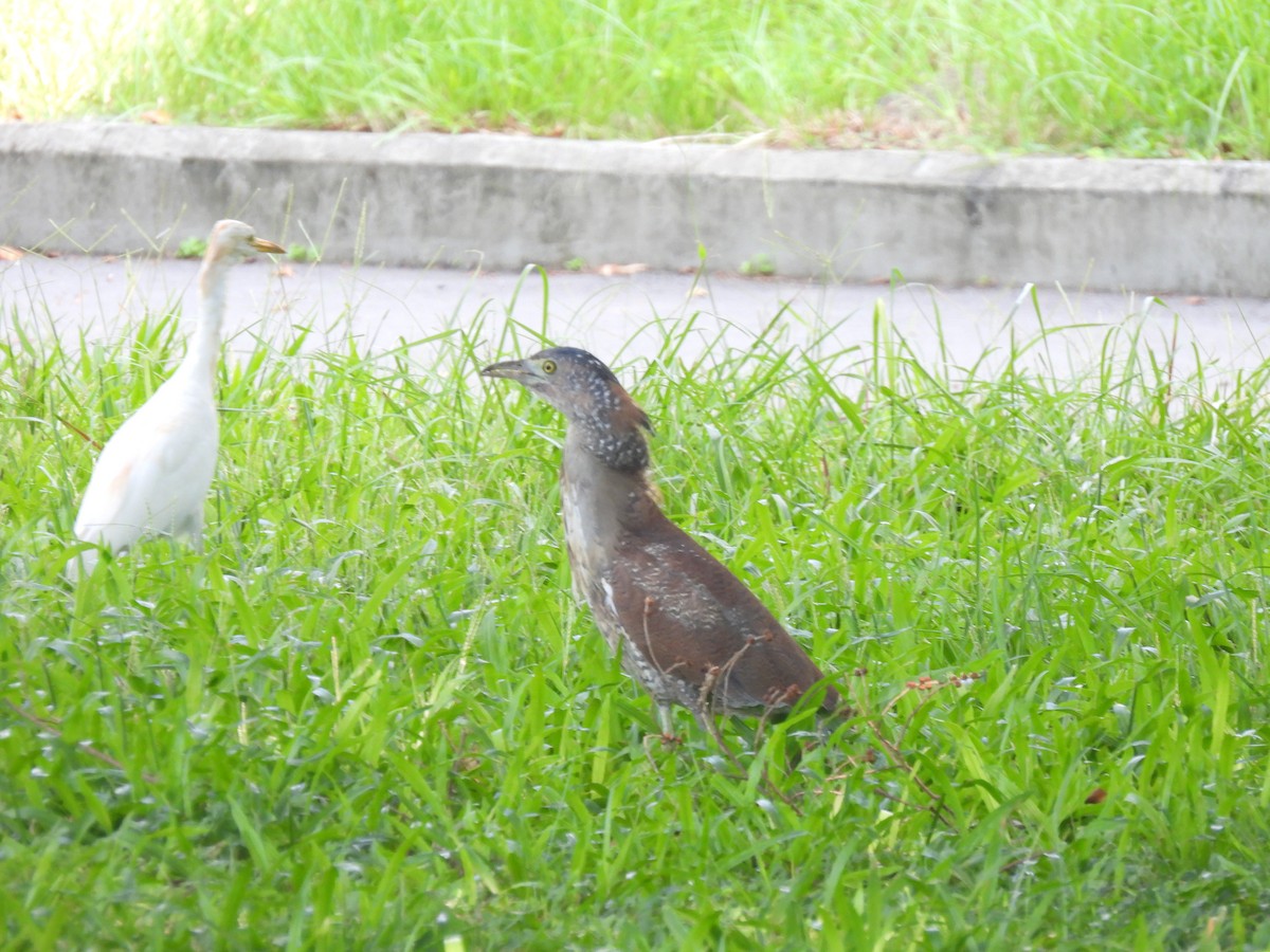 Malayan Night Heron - ML640687193