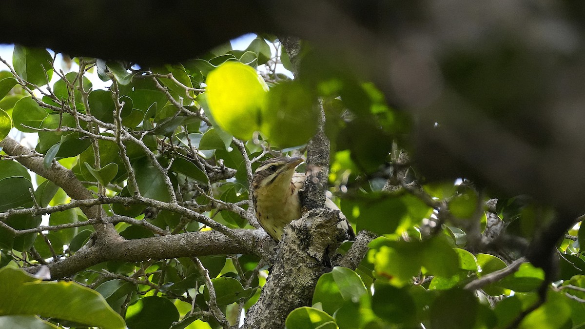 Long-tailed Koel - ML640687225