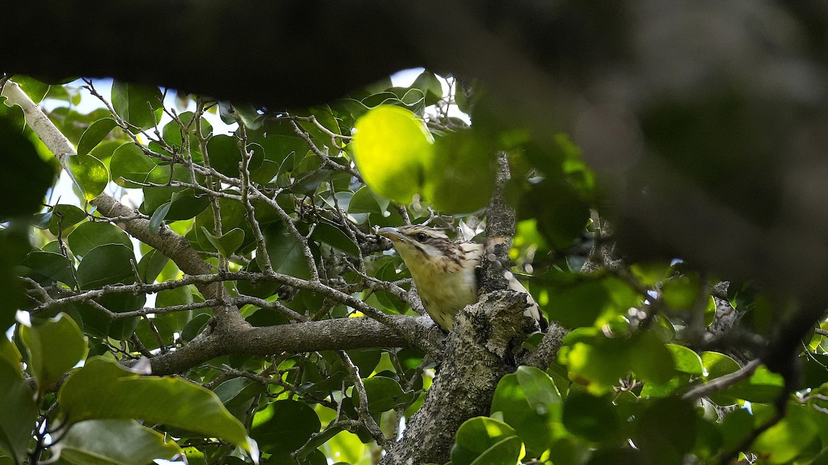 Long-tailed Koel - ML640687294