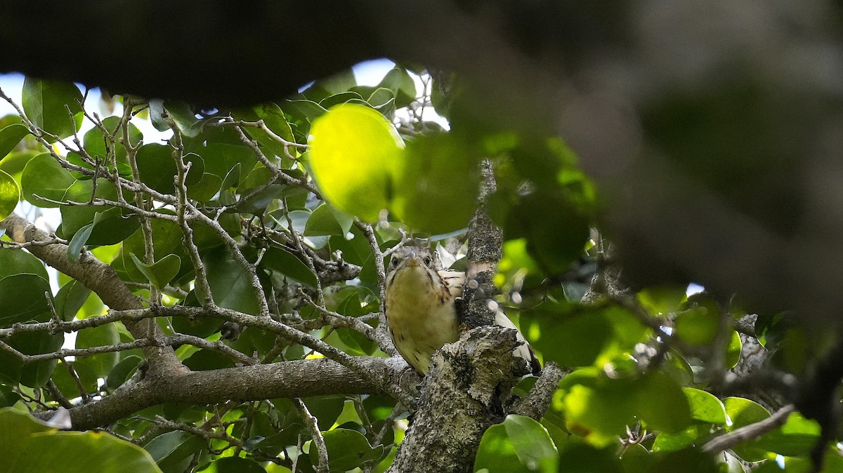 Long-tailed Koel - ML640687299