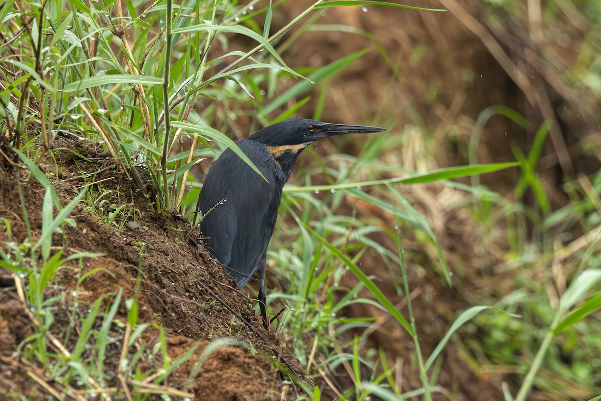 Black Bittern - ML640687319