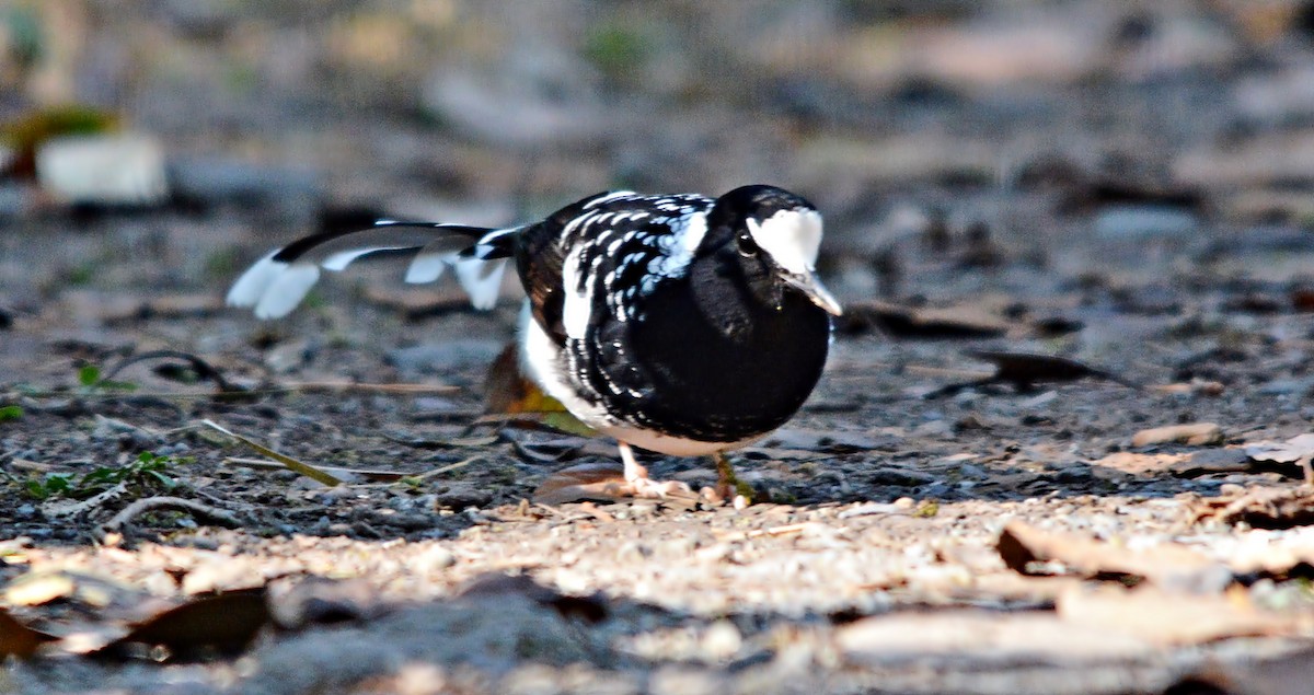 Spotted Forktail - ML640687401