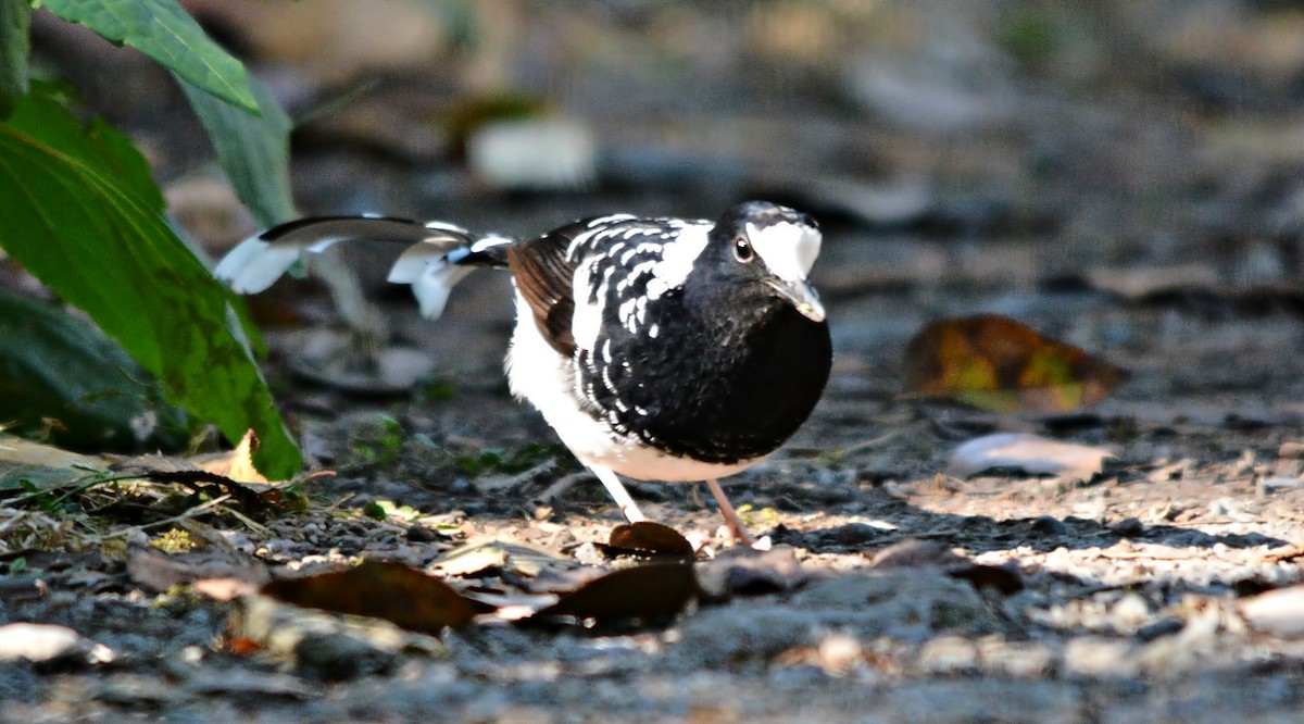 Spotted Forktail - ML640687402