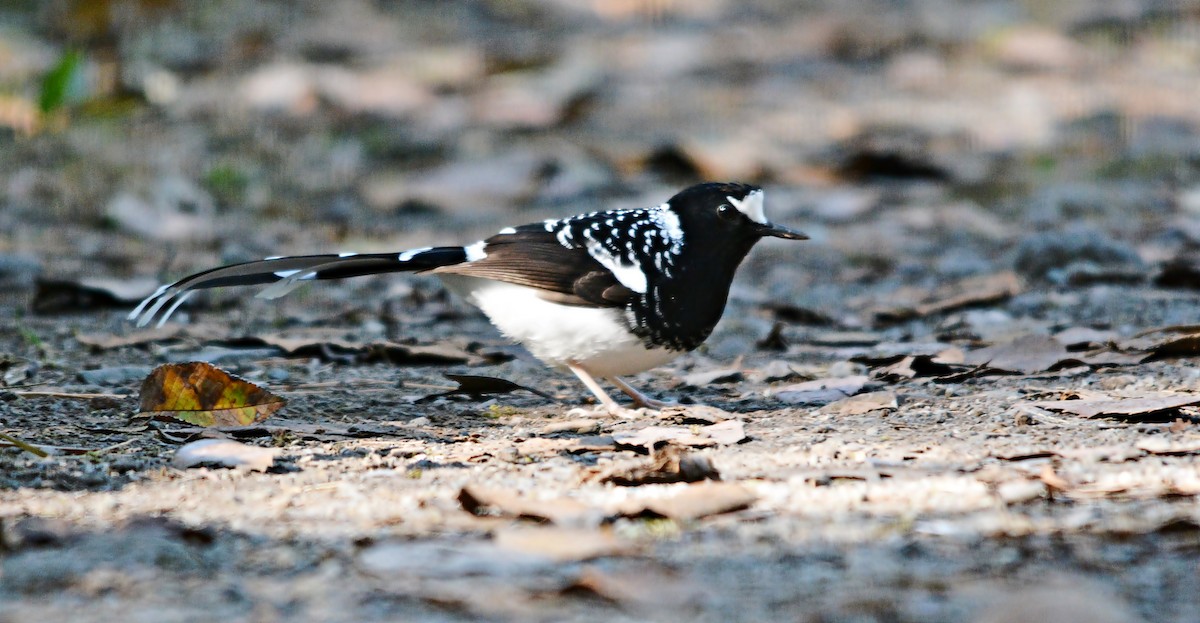 Spotted Forktail - ML640687404