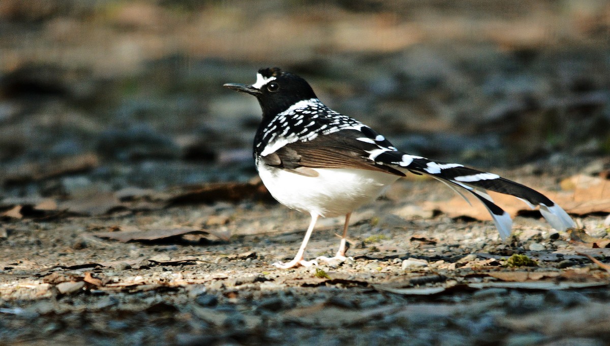 Spotted Forktail - ML640687405