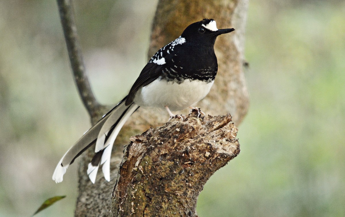 Spotted Forktail - ML640687406