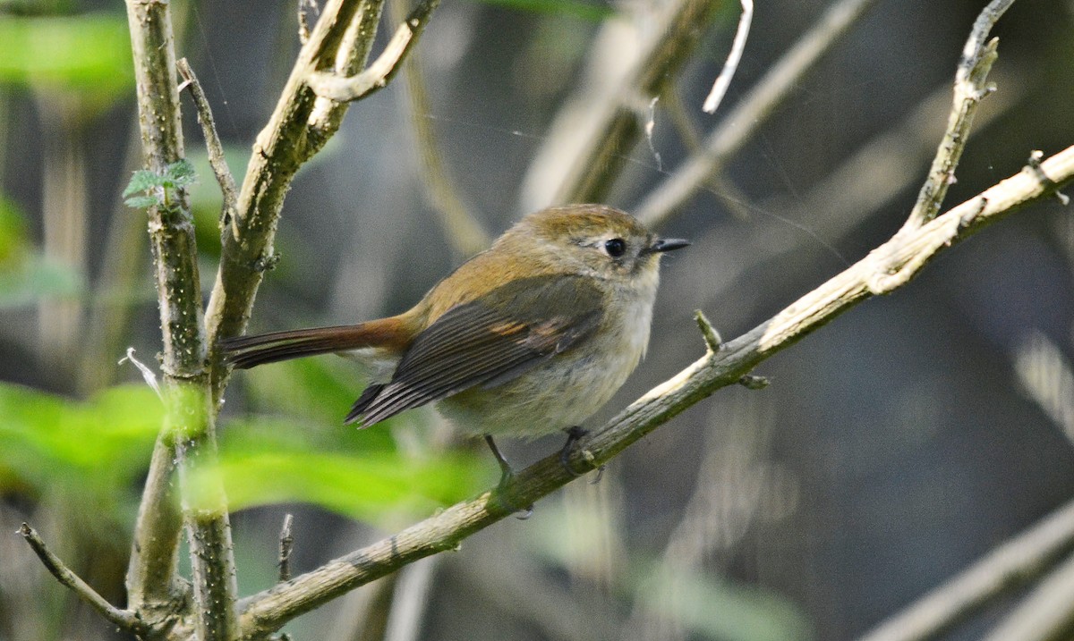 Slaty-blue Flycatcher - ML640687418