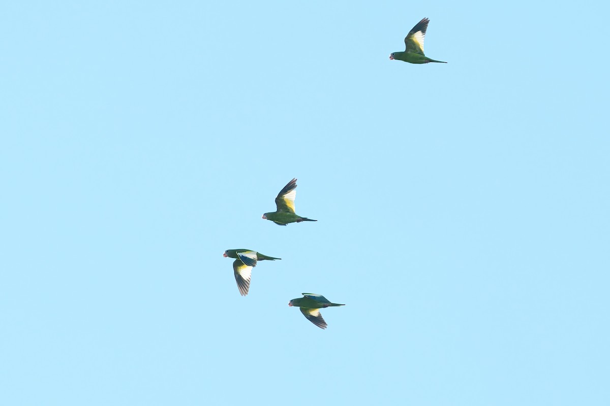 White-winged Parakeet - ML640687567