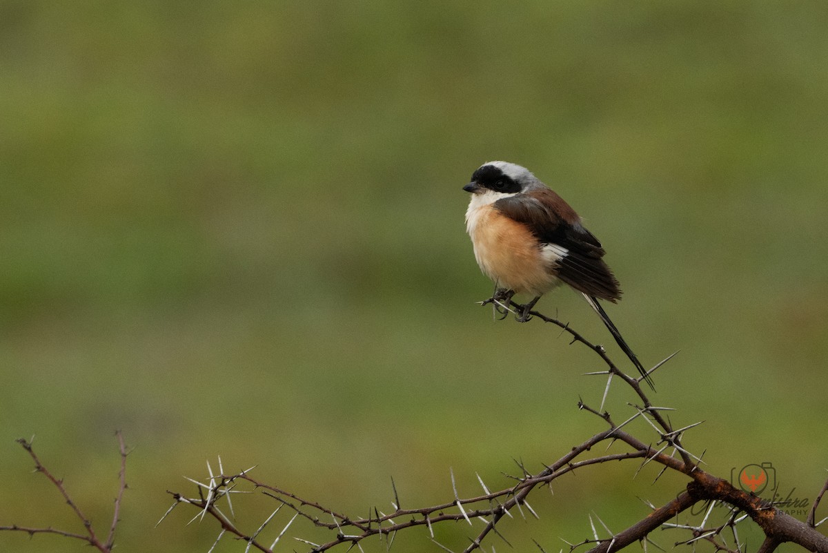 Bay-backed Shrike - ML640687593
