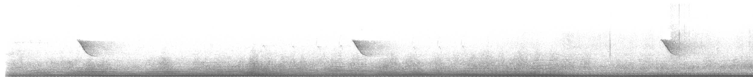 Musk Duck - ML640687647