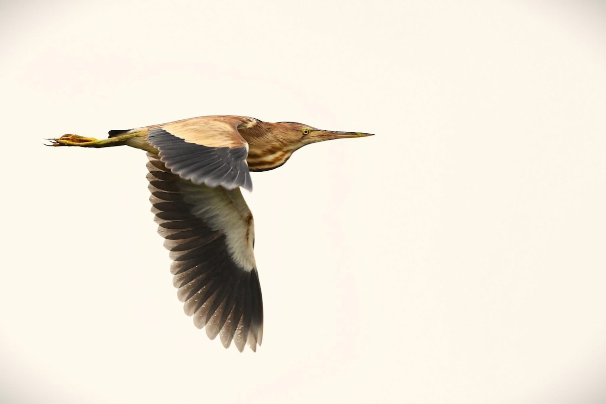 Yellow Bittern - ML640687753
