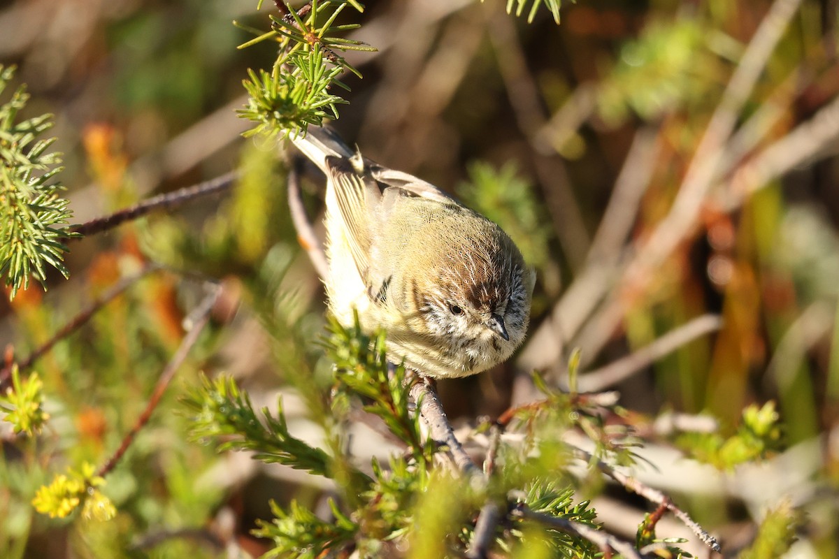 ムナフトゲハシムシクイ - ML640687778