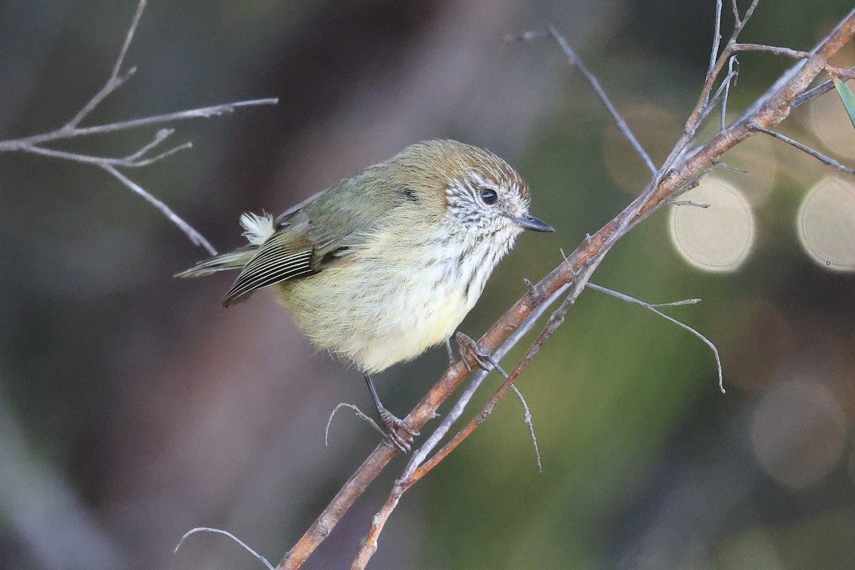 ムナフトゲハシムシクイ - ML640687785