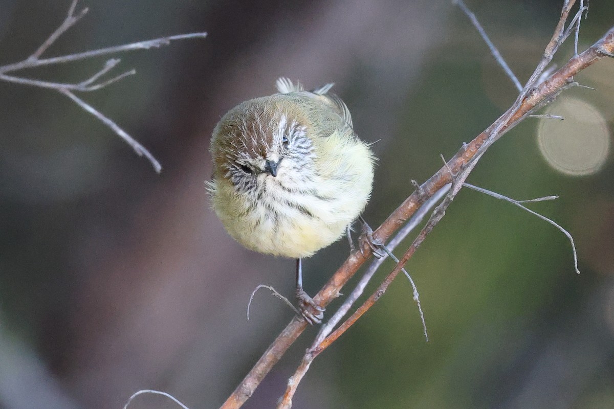 ムナフトゲハシムシクイ - ML640687786