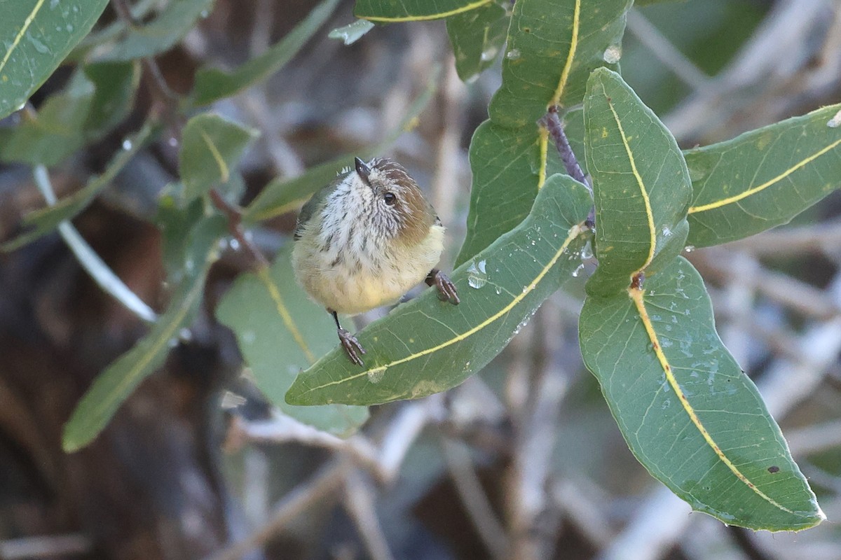 ムナフトゲハシムシクイ - ML640687787