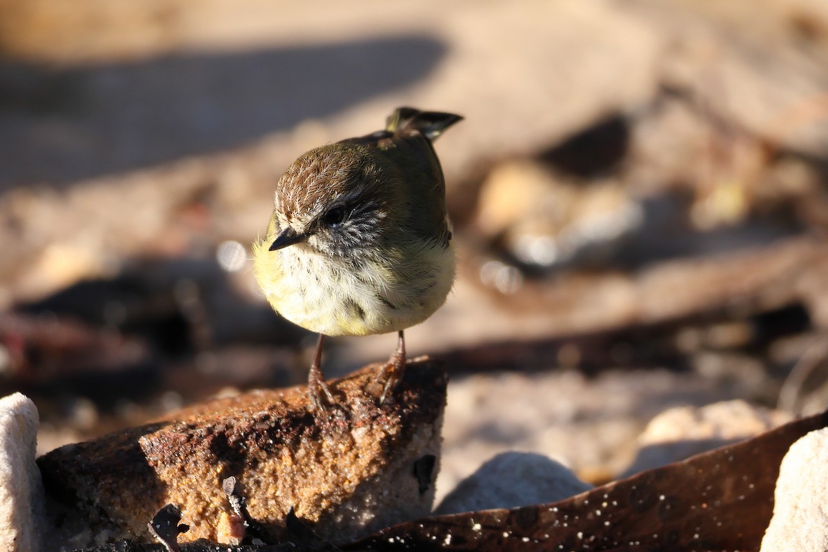 ムナフトゲハシムシクイ - ML640687789