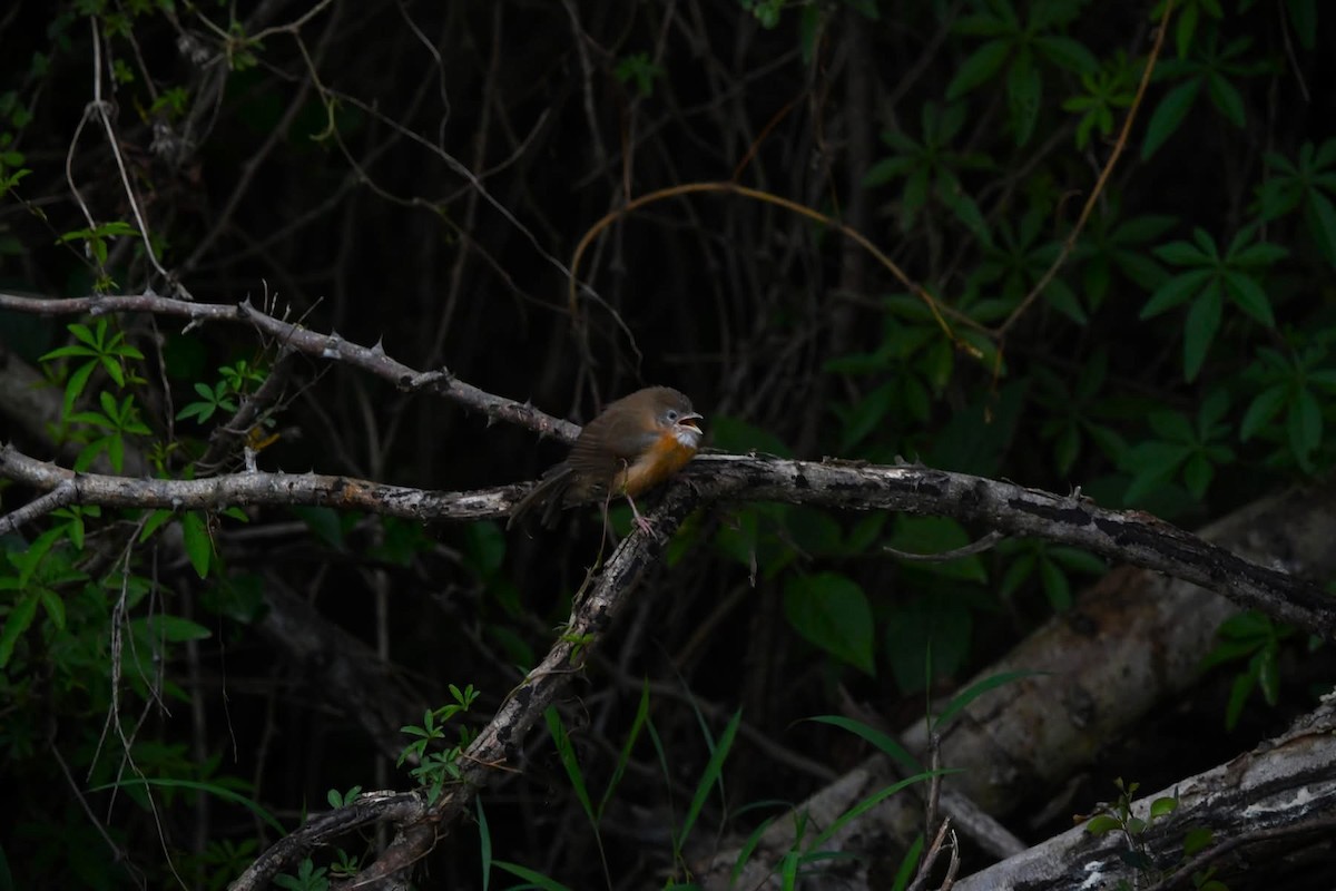 Tawny-bellied Babbler - ML640687794