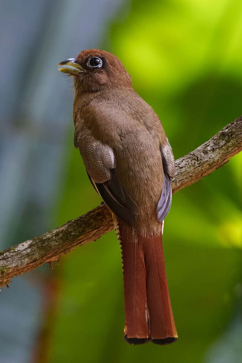 trogon modroocasý - ML640687830