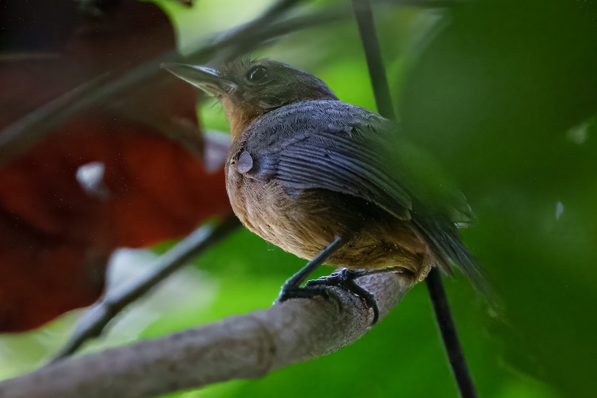 Dusky Antbird - ML640687895