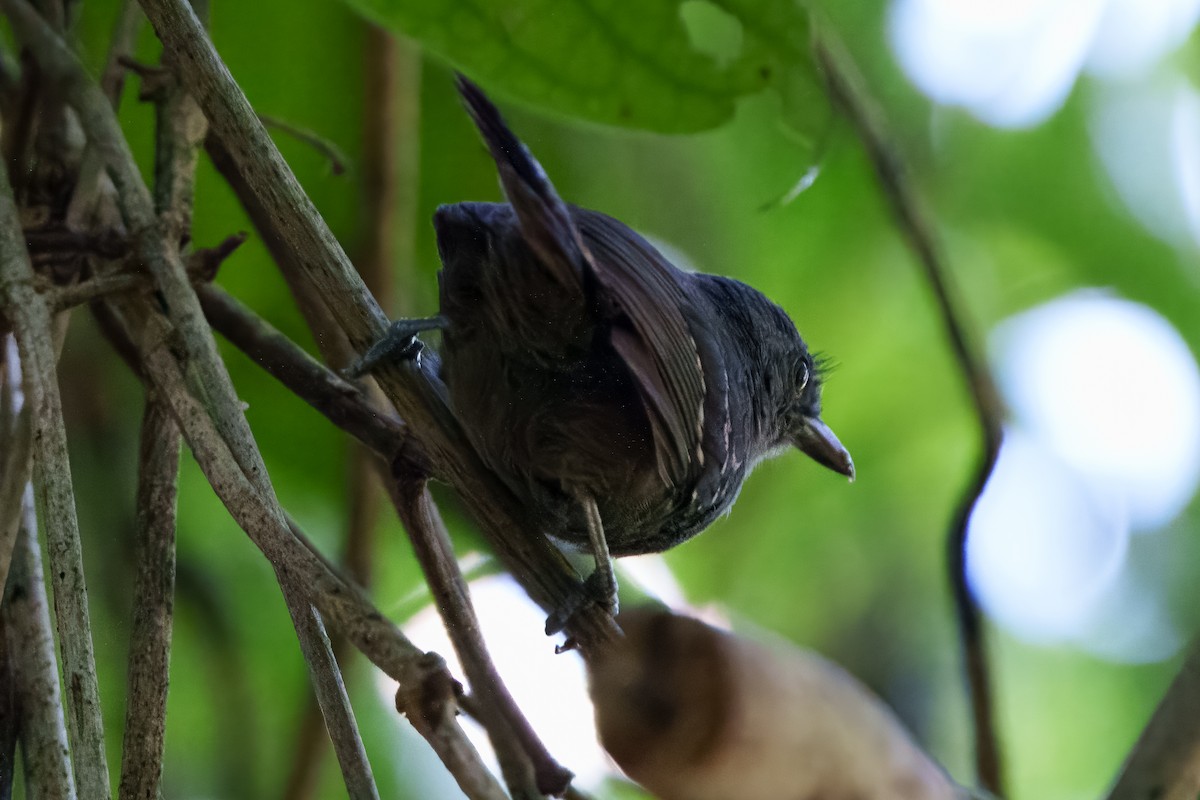 Dusky Antbird - ML640687900