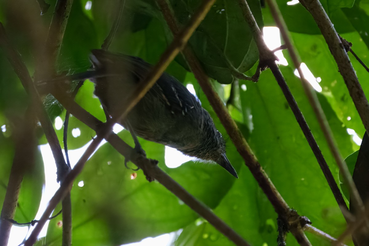 Dusky Antbird - ML640687901