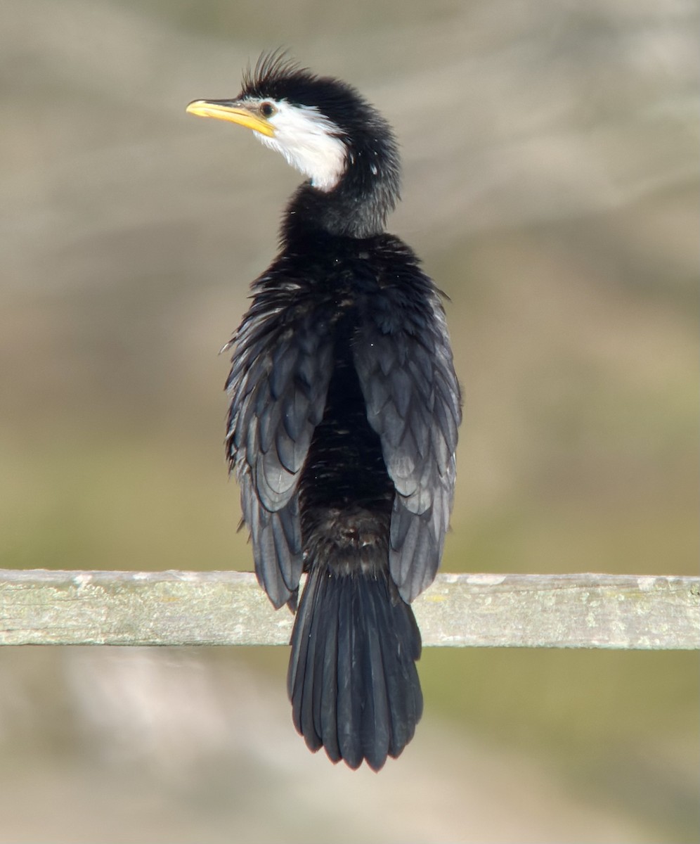 Little Pied Cormorant - ML640687912